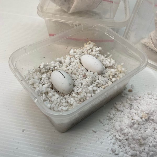 Box Incub Telur Gecko - 250 ml - Image 3