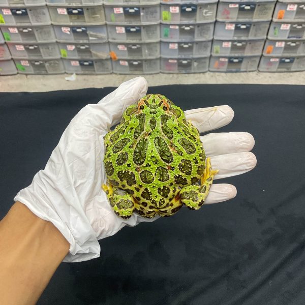 Kodok Pacman Ornata - Dewasa Jantan - Image 3