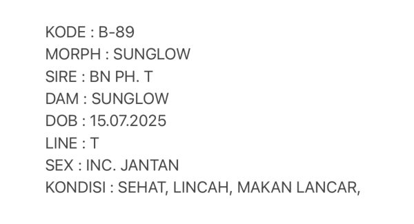B-89 | SUNGLOW LINE BLACKNIGHT - INC. JANTAN - Image 3