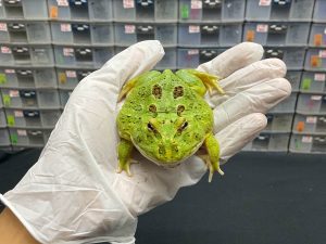 G-3 | PACMAN GREEN 4 SPOT PATTERNLESS - REMAJA BETINA