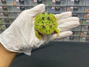 G-4 | PACMAN GREEN 4 SPOT PATTERNLESS - REMAJA BETINA