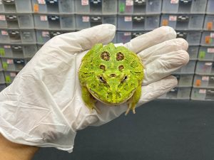 G-5 | PACMAN GREEN 4 SPOT PATTERNLESS - REMAJA BETINA