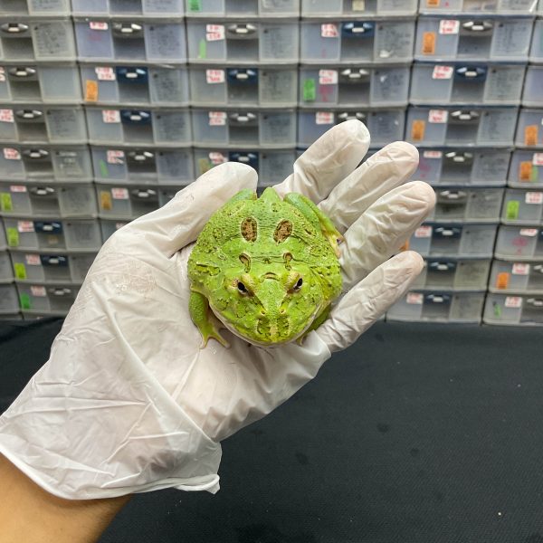 G-11 | PACMAN GREEN 4 SPOT PATTERNLESS - REMAJA BETINA