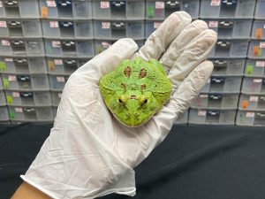 G-12 | PACMAN GREEN 4 SPOT PATTERNLESS - REMAJA BETINA