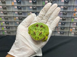 G-14 | PACMAN GREEN 4 SPOT PATTERNLESS - REMAJA BETINA