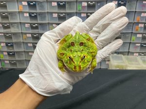 G-15 | PACMAN GREEN 4 SPOT PATTERNLESS - REMAJA BETINA