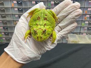 G-16 | PACMAN GREEN 4 SPOT PATTERNLESS - REMAJA BETINA