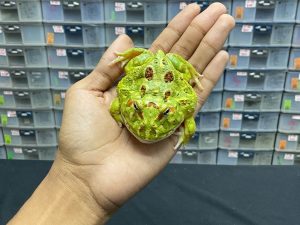 G-20 | PACMAN GREEN 4 SPOT PATTERNLESS - REMAJA BETINA