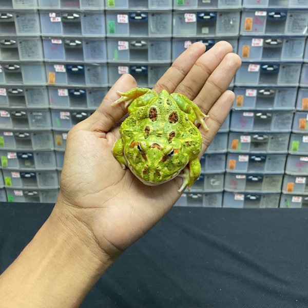 G-20 | PACMAN GREEN 4 SPOT PATTERNLESS - REMAJA BETINA