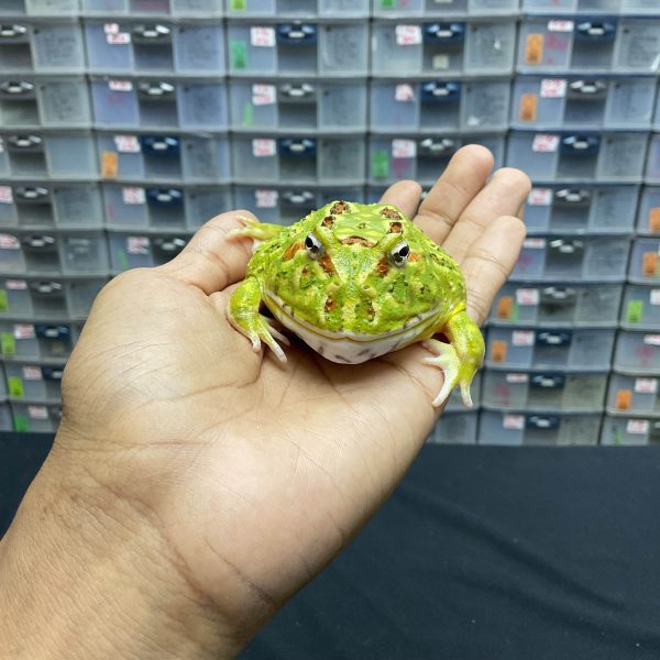 G-20 | PACMAN GREEN 4 SPOT PATTERNLESS - REMAJA BETINA - Image 2