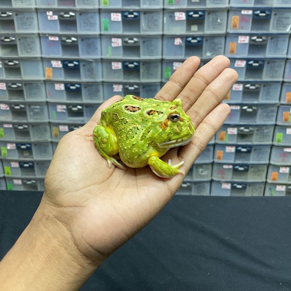 G-20 | PACMAN GREEN 4 SPOT PATTERNLESS - REMAJA BETINA - Image 3