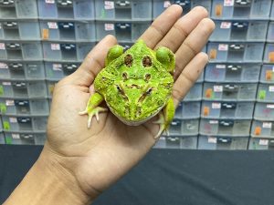 G-21 | PACMAN GREEN 4 SPOT PATTERNLESS - REMAJA BETINA