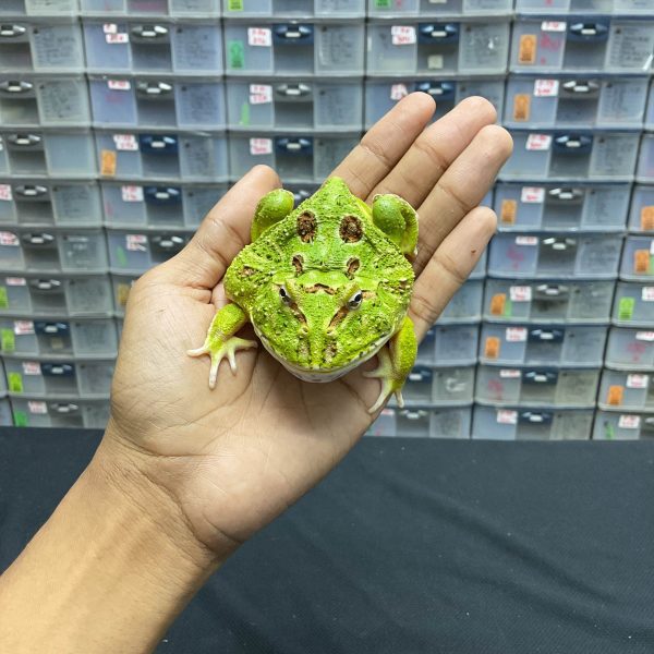 G-21 | PACMAN GREEN 4 SPOT PATTERNLESS - REMAJA BETINA