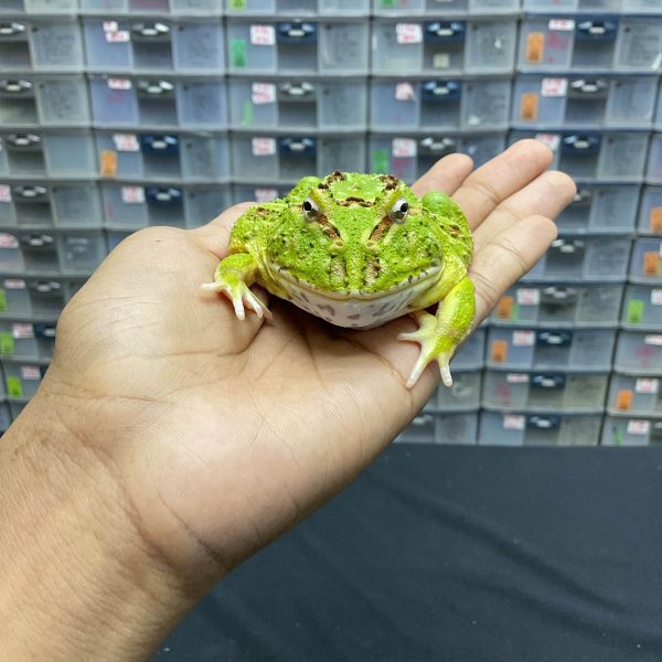 G-21 | PACMAN GREEN 4 SPOT PATTERNLESS - REMAJA BETINA - Image 2