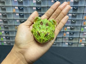 G-22 | PACMAN GREEN 4 SPOT PATTERNLESS - REMAJA BETINA