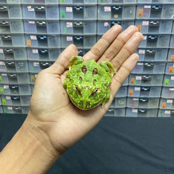 G-22 | PACMAN GREEN 4 SPOT PATTERNLESS - REMAJA BETINA