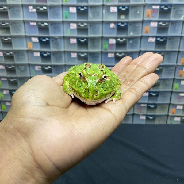 G-22 | PACMAN GREEN 4 SPOT PATTERNLESS - REMAJA BETINA - Image 2