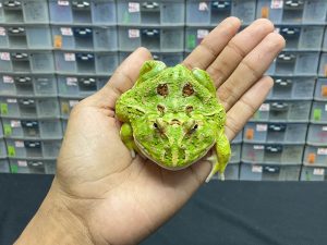 G-23 | PACMAN GREEN 4 SPOT PATTERNLESS - REMAJA BETINA