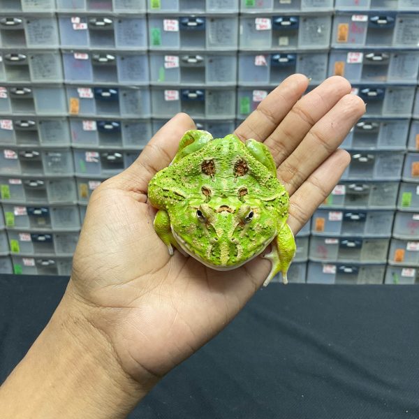 G-23 | PACMAN GREEN 4 SPOT PATTERNLESS - REMAJA BETINA