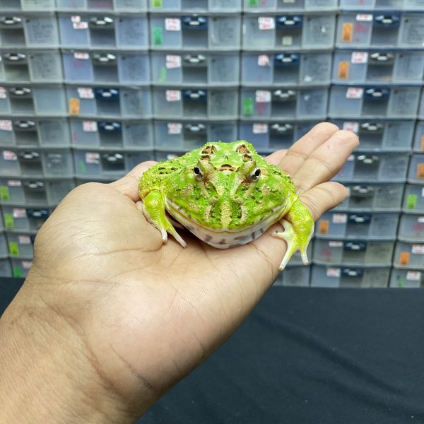 G-23 | PACMAN GREEN 4 SPOT PATTERNLESS - REMAJA BETINA - Image 2