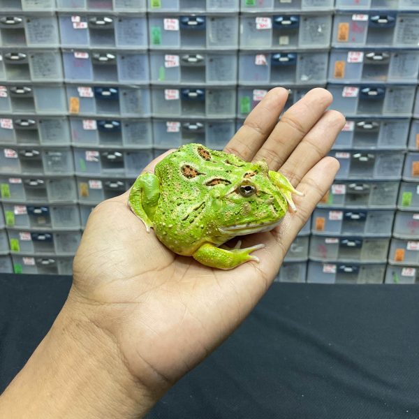 G-23 | PACMAN GREEN 4 SPOT PATTERNLESS - REMAJA BETINA - Image 3