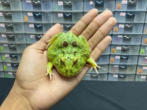 G-24 | PACMAN GREEN 4 SPOT PATTERNLESS - REMAJA BETINA