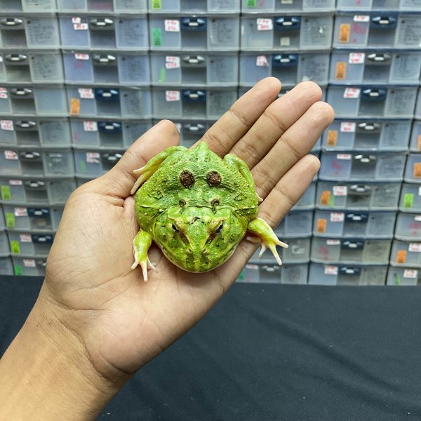 G-24 | PACMAN GREEN 4 SPOT PATTERNLESS - REMAJA BETINA