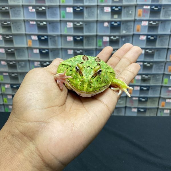 G-24 | PACMAN GREEN 4 SPOT PATTERNLESS - REMAJA BETINA - Image 2