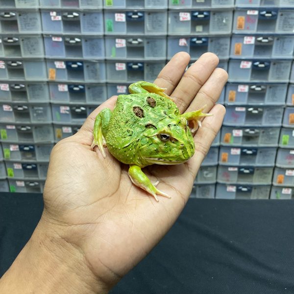 G-24 | PACMAN GREEN 4 SPOT PATTERNLESS - REMAJA BETINA - Image 3