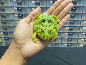 G-25 | PACMAN GREEN 4 SPOT PATTERNLESS - REMAJA BETINA