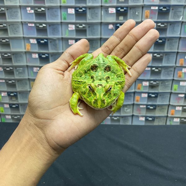 G-25 | PACMAN GREEN 4 SPOT PATTERNLESS - REMAJA BETINA