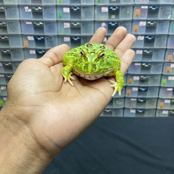 G-25 | PACMAN GREEN 4 SPOT PATTERNLESS - REMAJA BETINA - Image 2