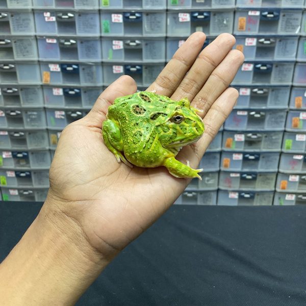 G-25 | PACMAN GREEN 4 SPOT PATTERNLESS - REMAJA BETINA - Image 3