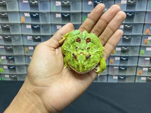 G-26 | PACMAN GREEN 4 SPOT PATTERNLESS - REMAJA BETINA