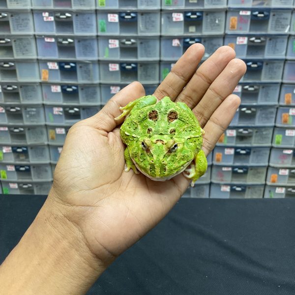 G-26 | PACMAN GREEN 4 SPOT PATTERNLESS - REMAJA BETINA