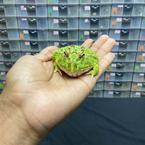 G-26 | PACMAN GREEN 4 SPOT PATTERNLESS - REMAJA BETINA - Image 2