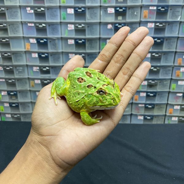 G-26 | PACMAN GREEN 4 SPOT PATTERNLESS - REMAJA BETINA - Image 3