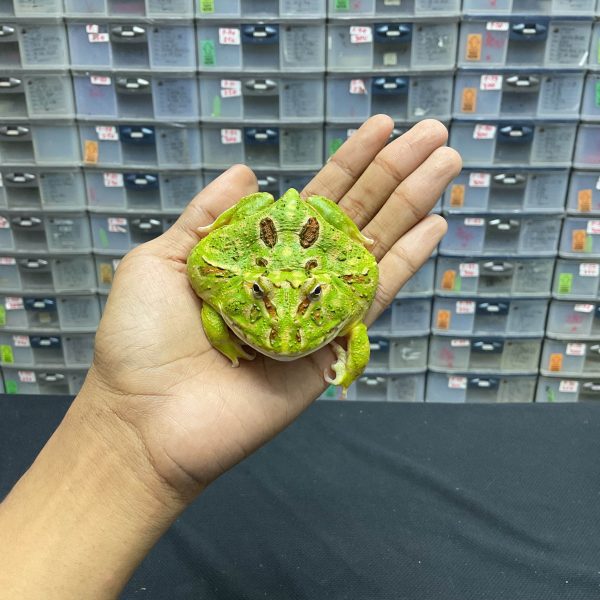 G-27 | PACMAN GREEN 4 SPOT PATTERNLESS - REMAJA BETINA