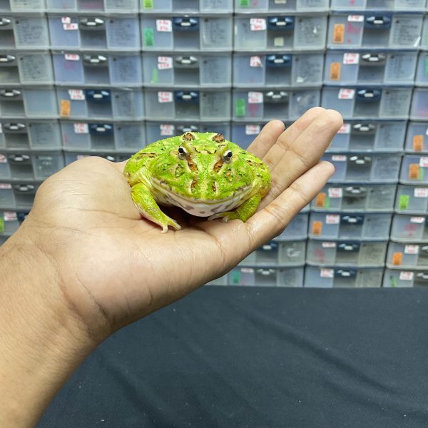 G-27 | PACMAN GREEN 4 SPOT PATTERNLESS - REMAJA BETINA - Image 2