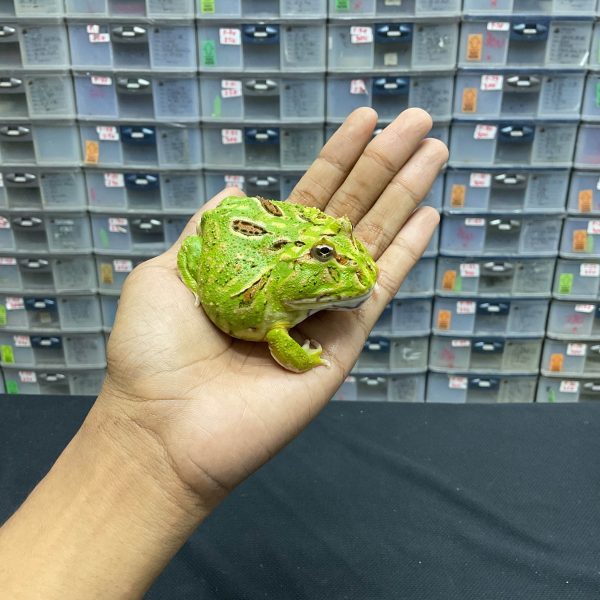 G-27 | PACMAN GREEN 4 SPOT PATTERNLESS - REMAJA BETINA - Image 3