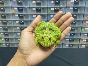 G-28 | PACMAN GREEN 4 SPOT PATTERNLESS - REMAJA BETINA