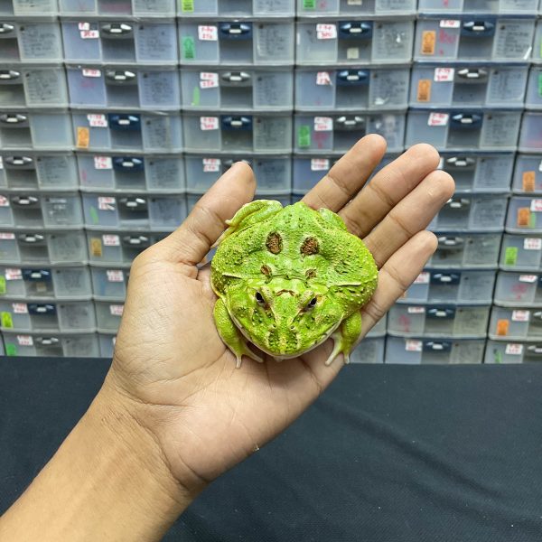 G-28 | PACMAN GREEN 4 SPOT PATTERNLESS - REMAJA BETINA