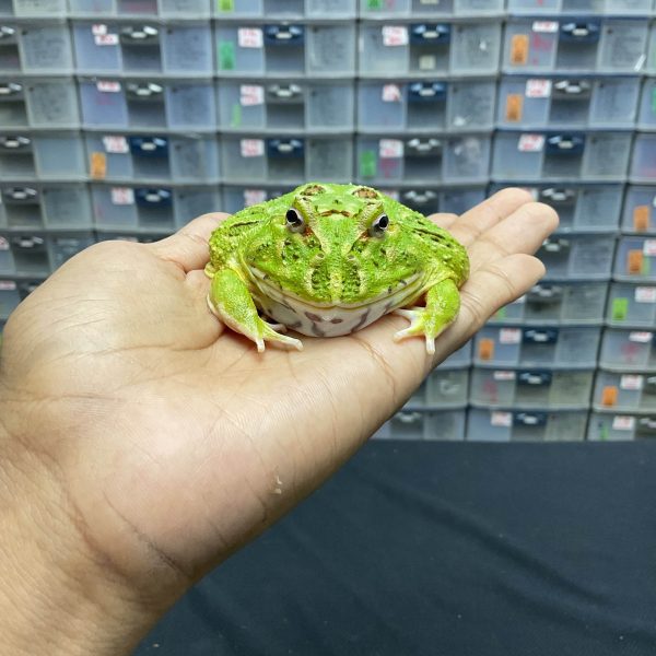 G-28 | PACMAN GREEN 4 SPOT PATTERNLESS - REMAJA BETINA - Image 2