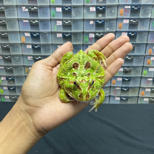 G-29 | PACMAN GREEN 4 SPOT PATTERNLESS - REMAJA BETINA