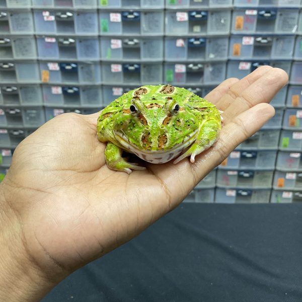 G-29 | PACMAN GREEN 4 SPOT PATTERNLESS - REMAJA BETINA - Image 2