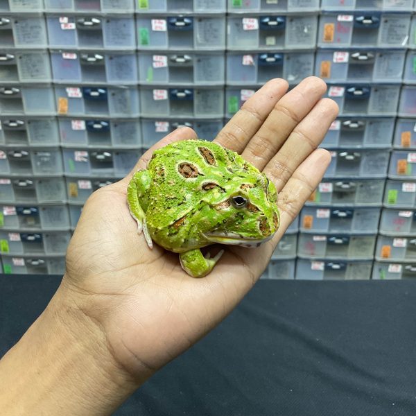G-29 | PACMAN GREEN 4 SPOT PATTERNLESS - REMAJA BETINA - Image 3