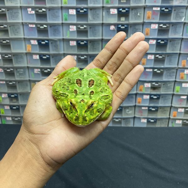 G-30 | PACMAN GREEN 4 SPOT PATTERNLESS - REMAJA BETINA