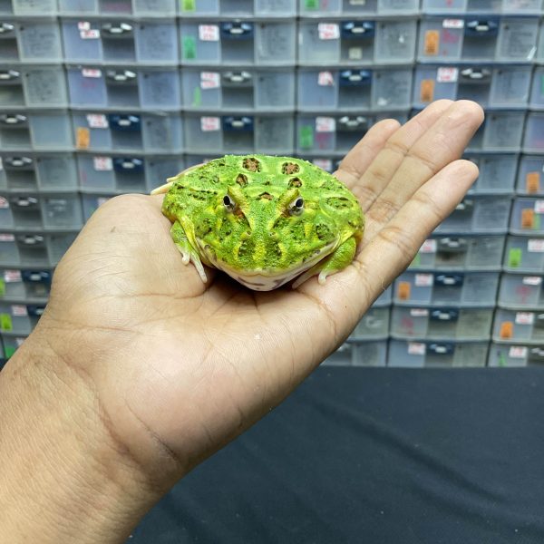 G-30 | PACMAN GREEN 4 SPOT PATTERNLESS - REMAJA BETINA - Image 2