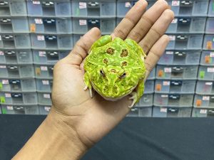 G-31 | PACMAN GREEN 4 SPOT PATTERNLESS - REMAJA BETINA