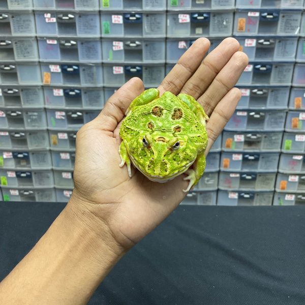 G-31 | PACMAN GREEN 4 SPOT PATTERNLESS - REMAJA BETINA